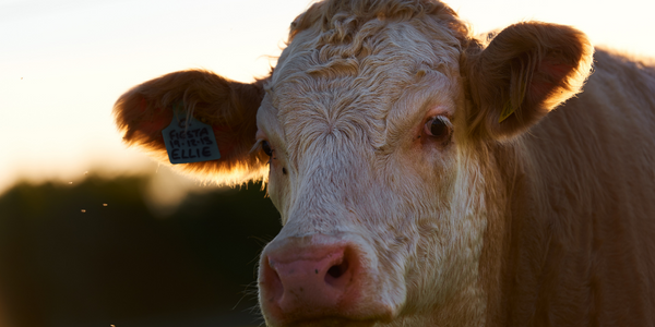  Connecting Cows to Save the Lives of Calves with MooCall - IoT ONE Case Study