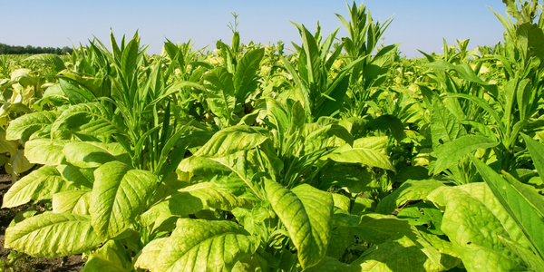  Controlling and Monitoring Tobacco Plants in China - IoT ONE Case Study