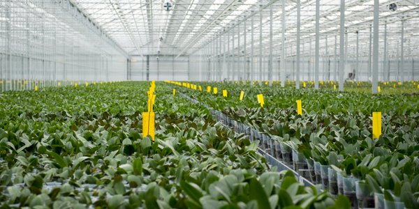  Greenhouse Intelligent Monitoring and Control Solution - IoT ONE Case Study